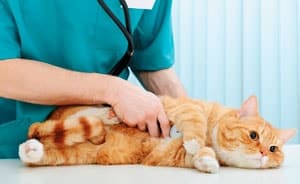 Лечение котов и кошек на дому