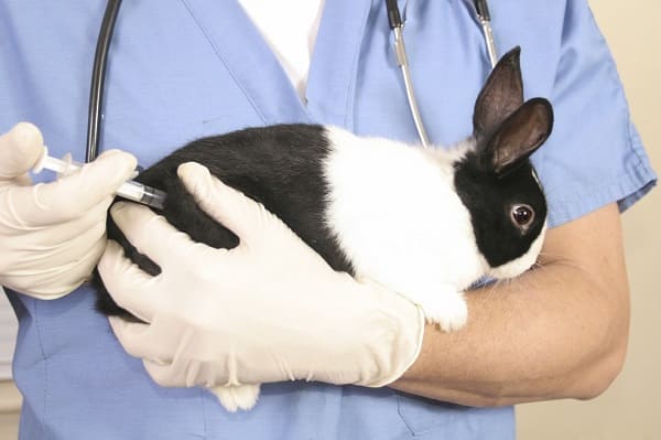 Вакцинация (прививки) кроликов на дому